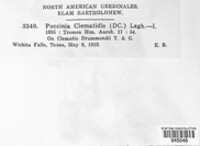 Puccinia clematidis image